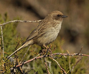 Хайруулдай (Козловын хайруулдай)